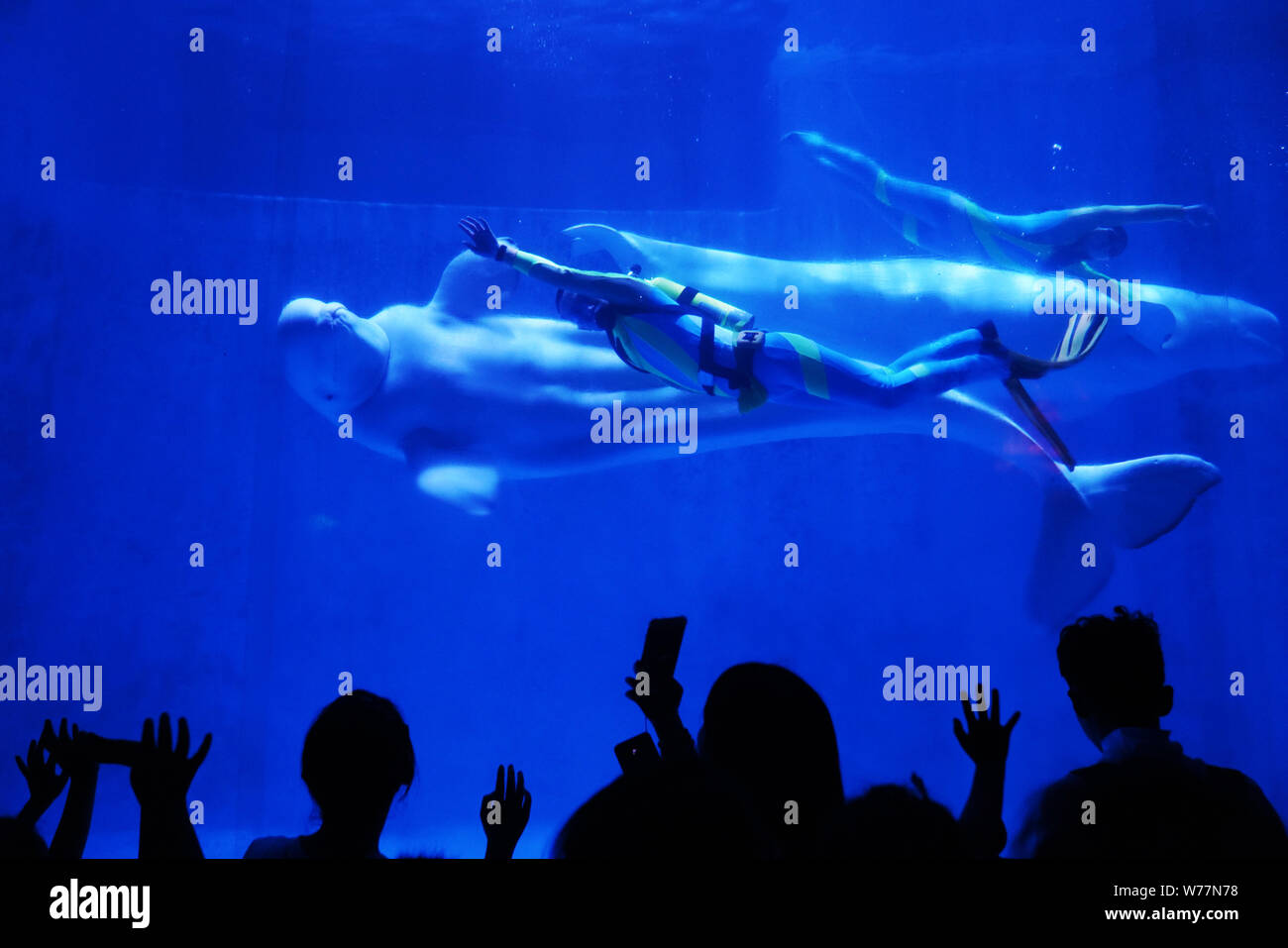 (190805) -- HARBIN, Aug. 5, 2019 (Xinhua) -- Tourists watch a performance at Harbin Polarland in Harbin, capital of northeast China's Heilongjiang Province, July 27, 2019. Attracted by the coolness in summer, many tourists come to Harbin for vacation. Meanwhile, Harbin is a city of music for the locals who got in touch with European classical music in an earlier time in China. With the cool summer and rich culture, Harbin received 36.23 million tourists and made revenue of 60.7 billion yuan (8.6 billion U.S. dollars) in the summer of 2018. (Xinhua/Wang Jianwei) Stock Photo