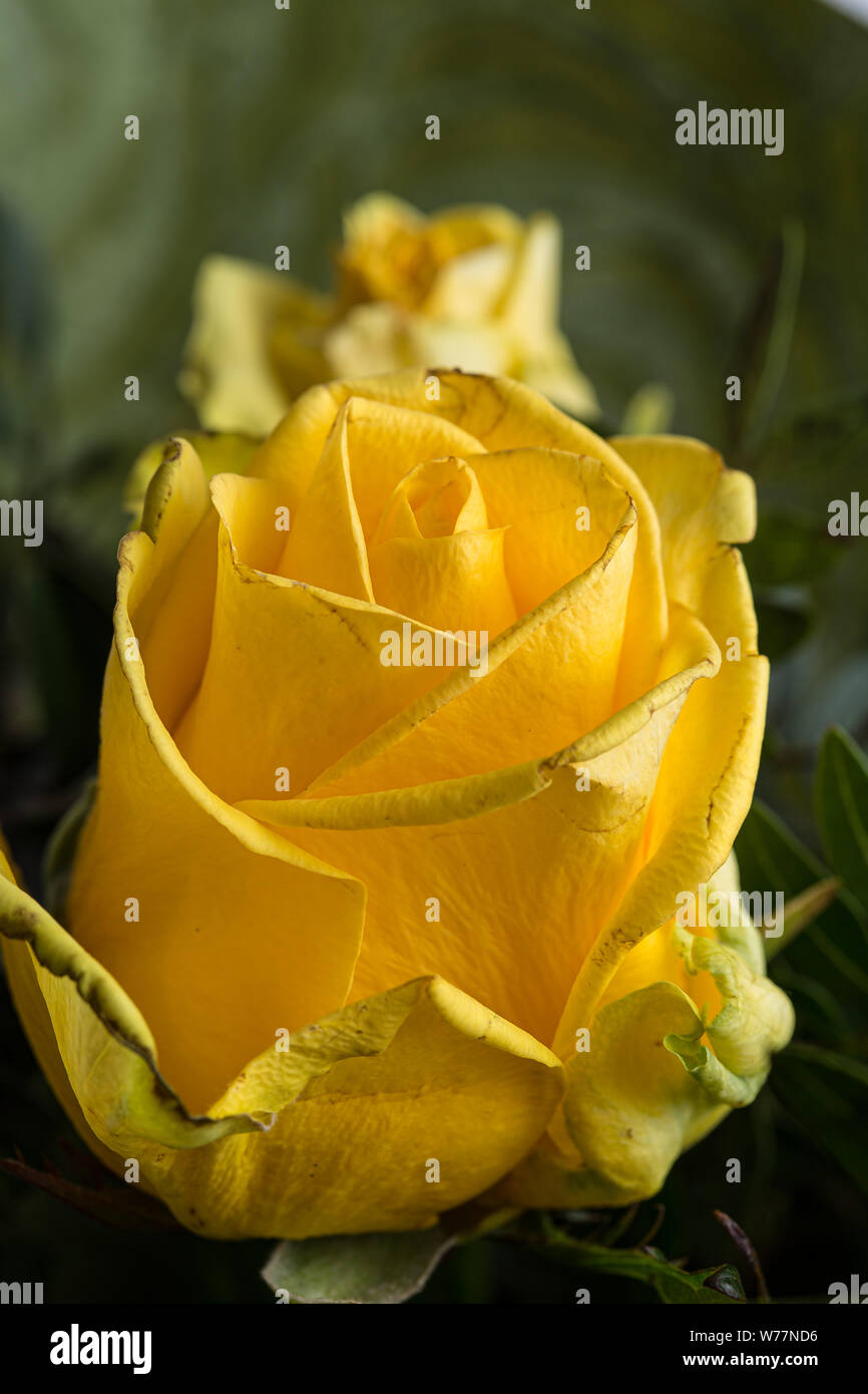Yellow rose flower hi-res stock photography and images - Alamy
