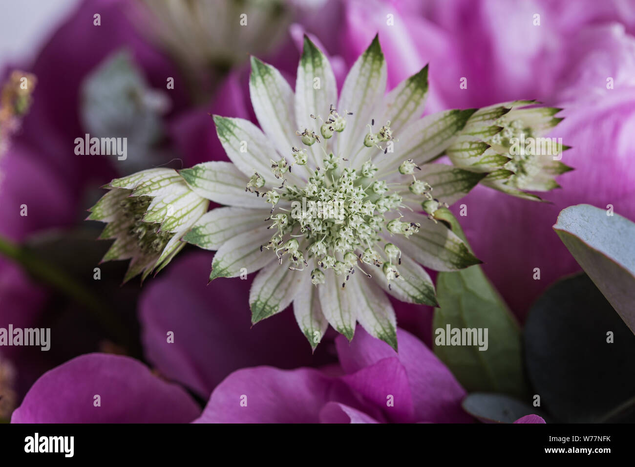 Pink flower bouquet close up Stock Photo