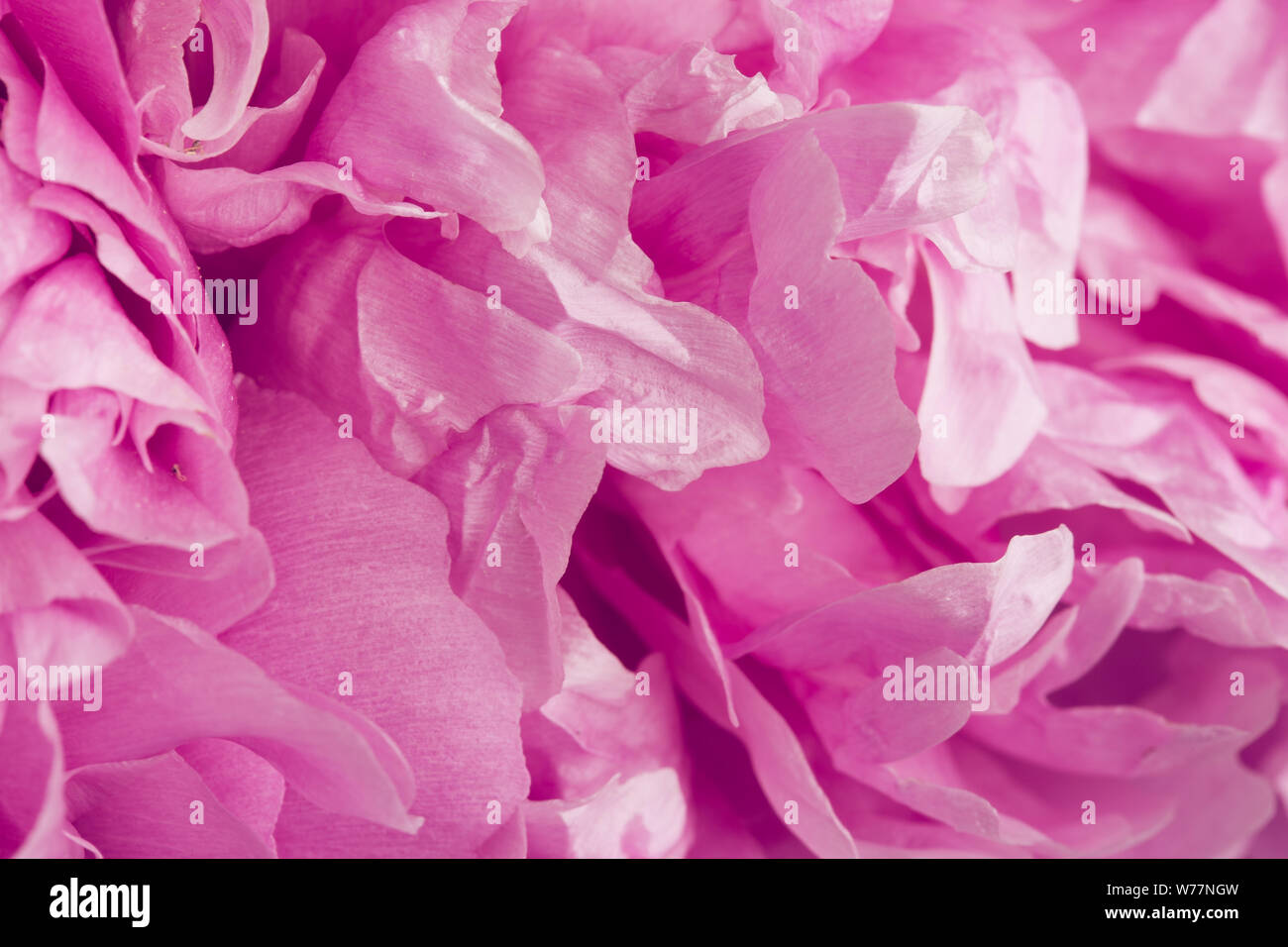 Pink peony flower macro still with smooth petal textures Stock Photo ...