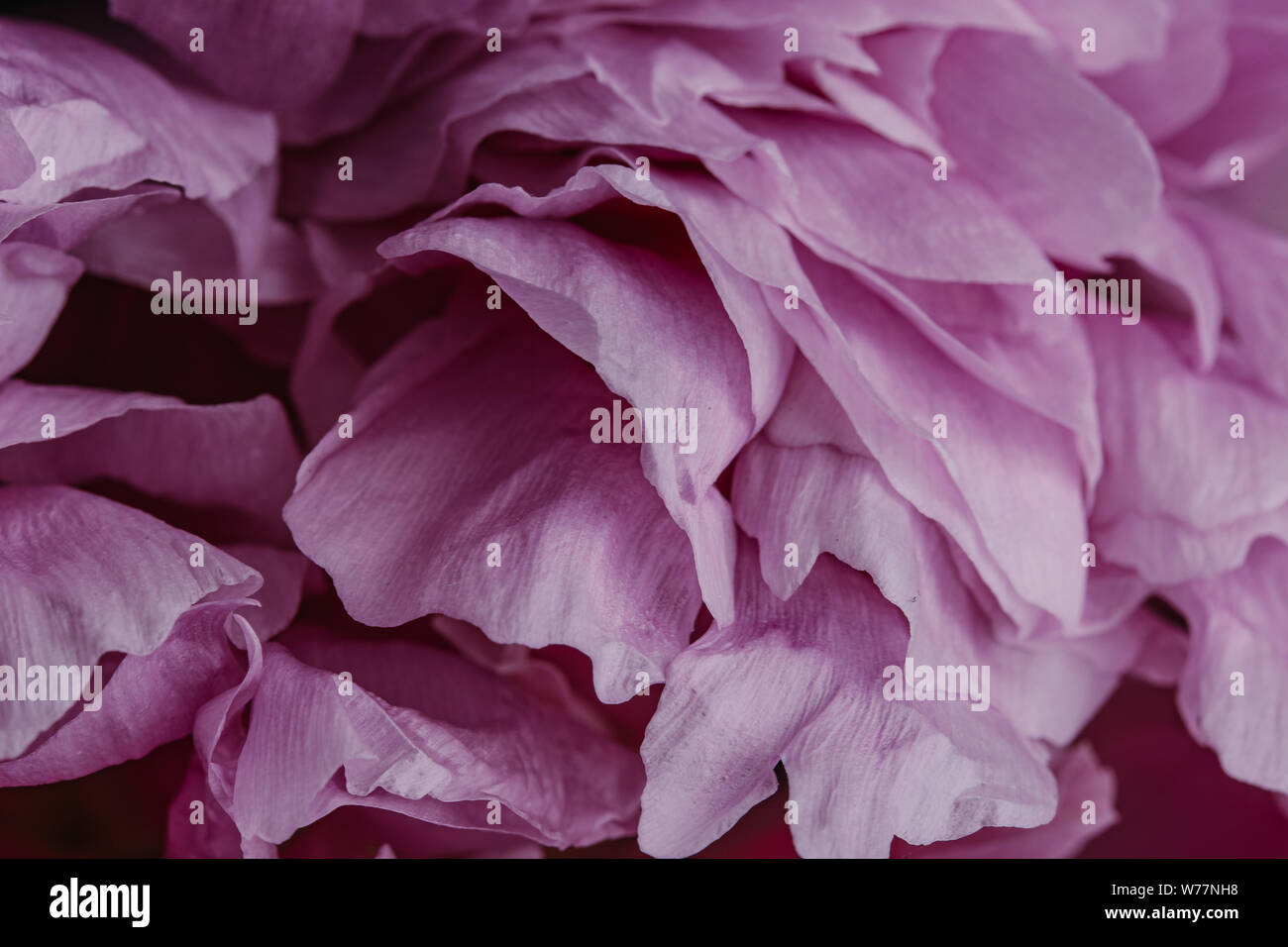 Pink peony flower macro still with smooth petal textures Stock Photo ...