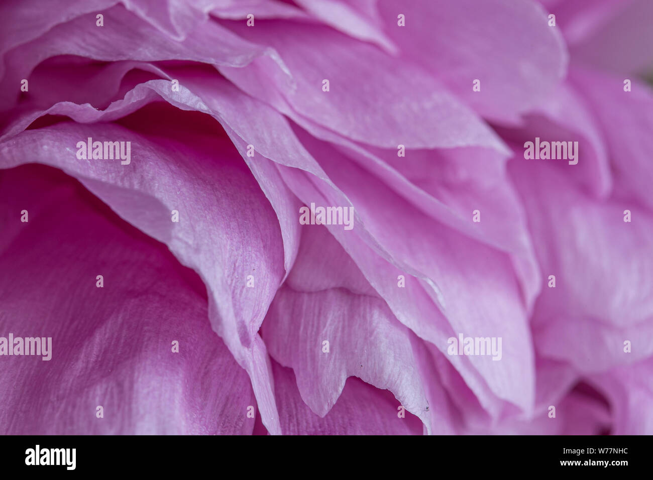 Pink peony flower macro still with smooth petal textures Stock Photo ...