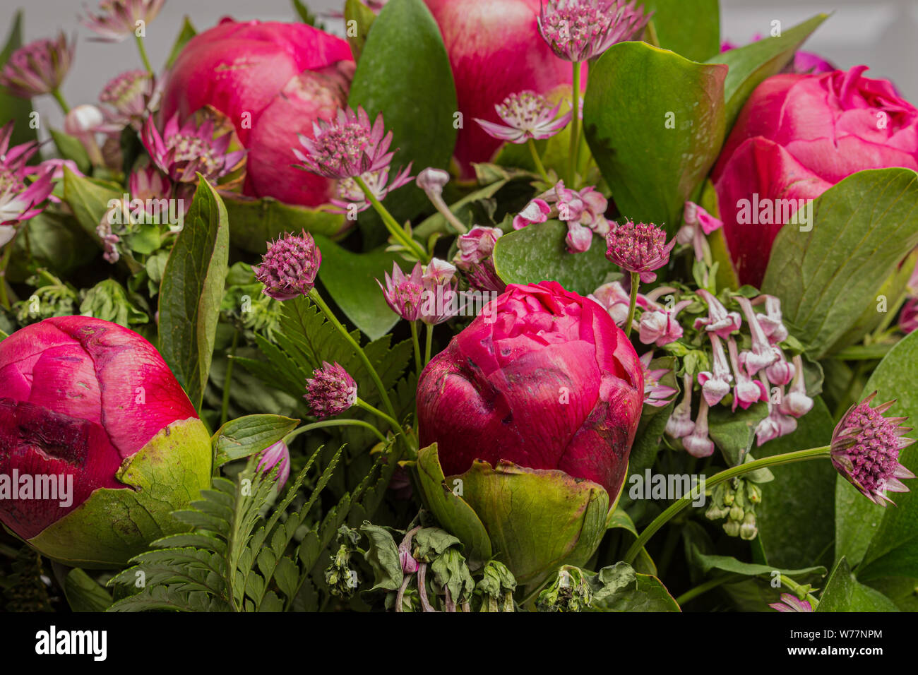 Pink peony flower bouquet close up Stock Photo
