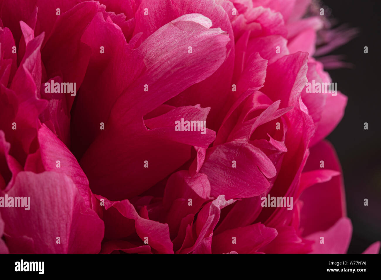 Pink peony in bloom macro abstract texture background Stock Photo