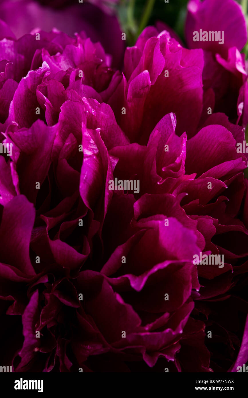 Pink peony in bloom macro abstract texture background Stock Photo - Alamy