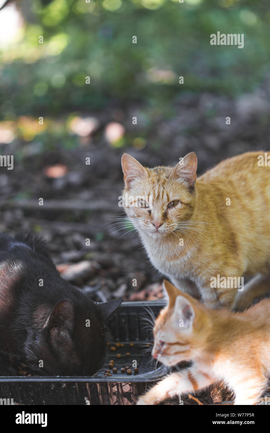 Domestic cats eating garbage on a forest landscape Stock Photo Alamy