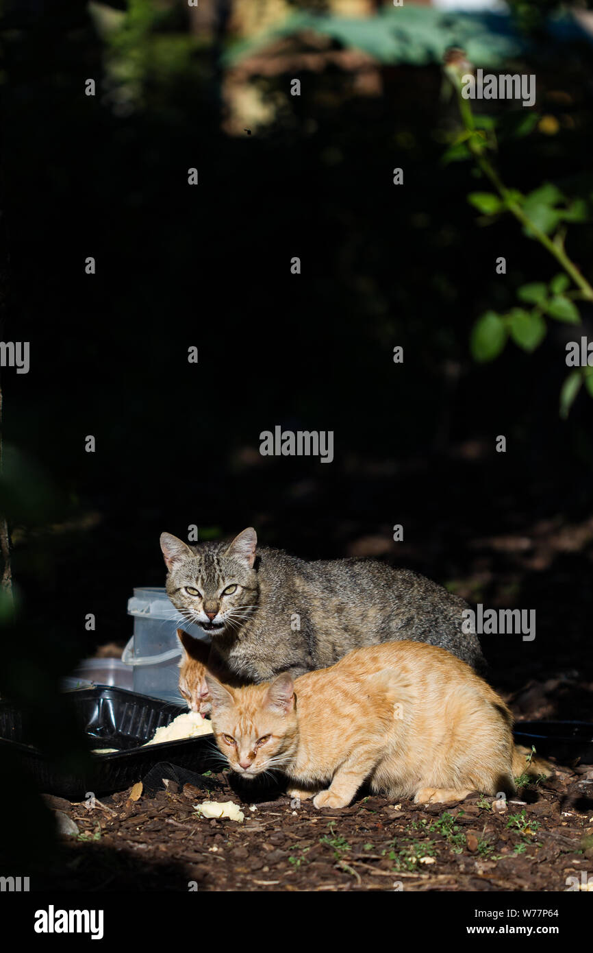 Domestic cats eating garbage on a forest landscape Stock Photo Alamy