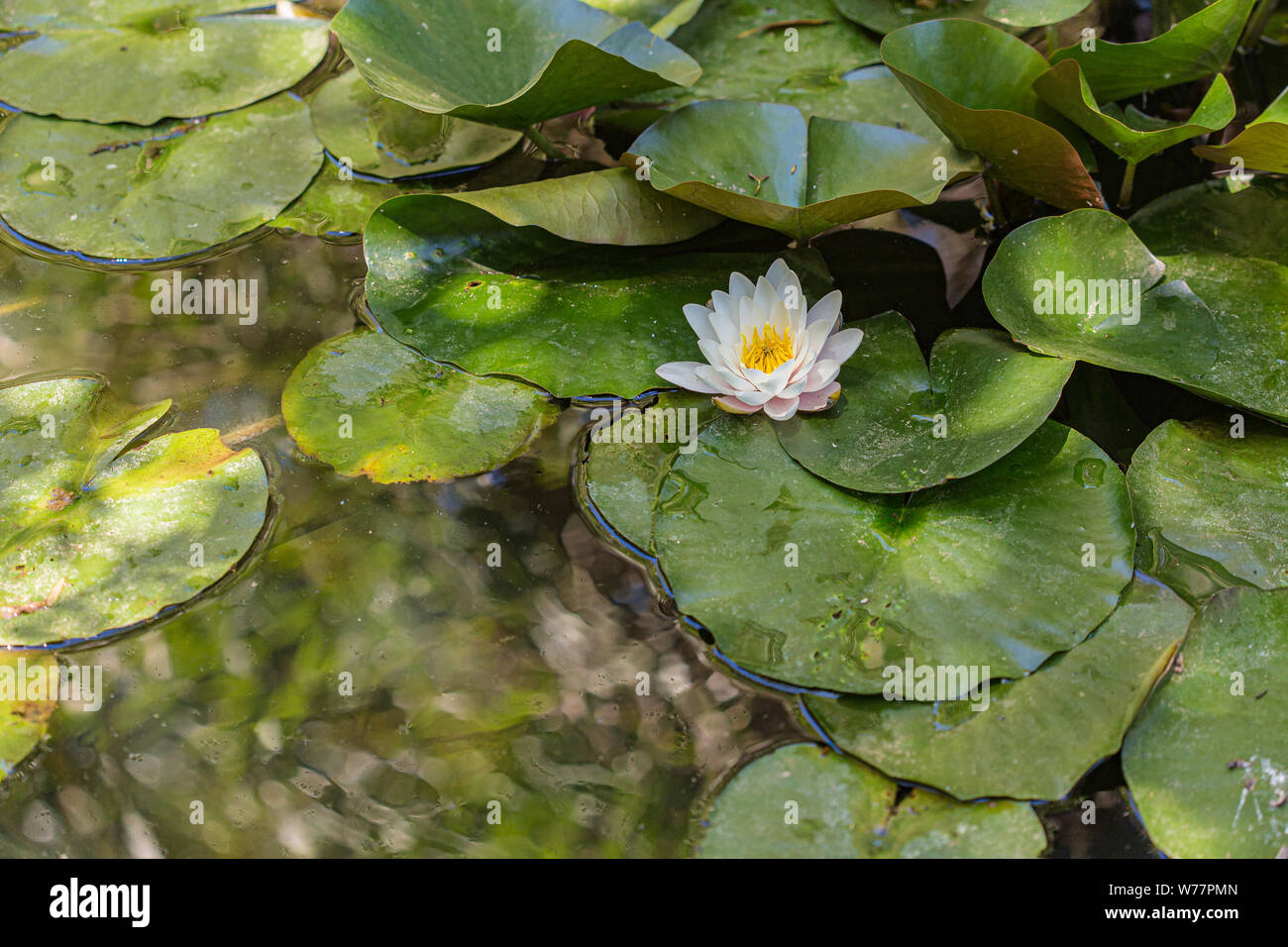 Lotus flower in bloom with green leaves on a pond Stock Photo - Alamy