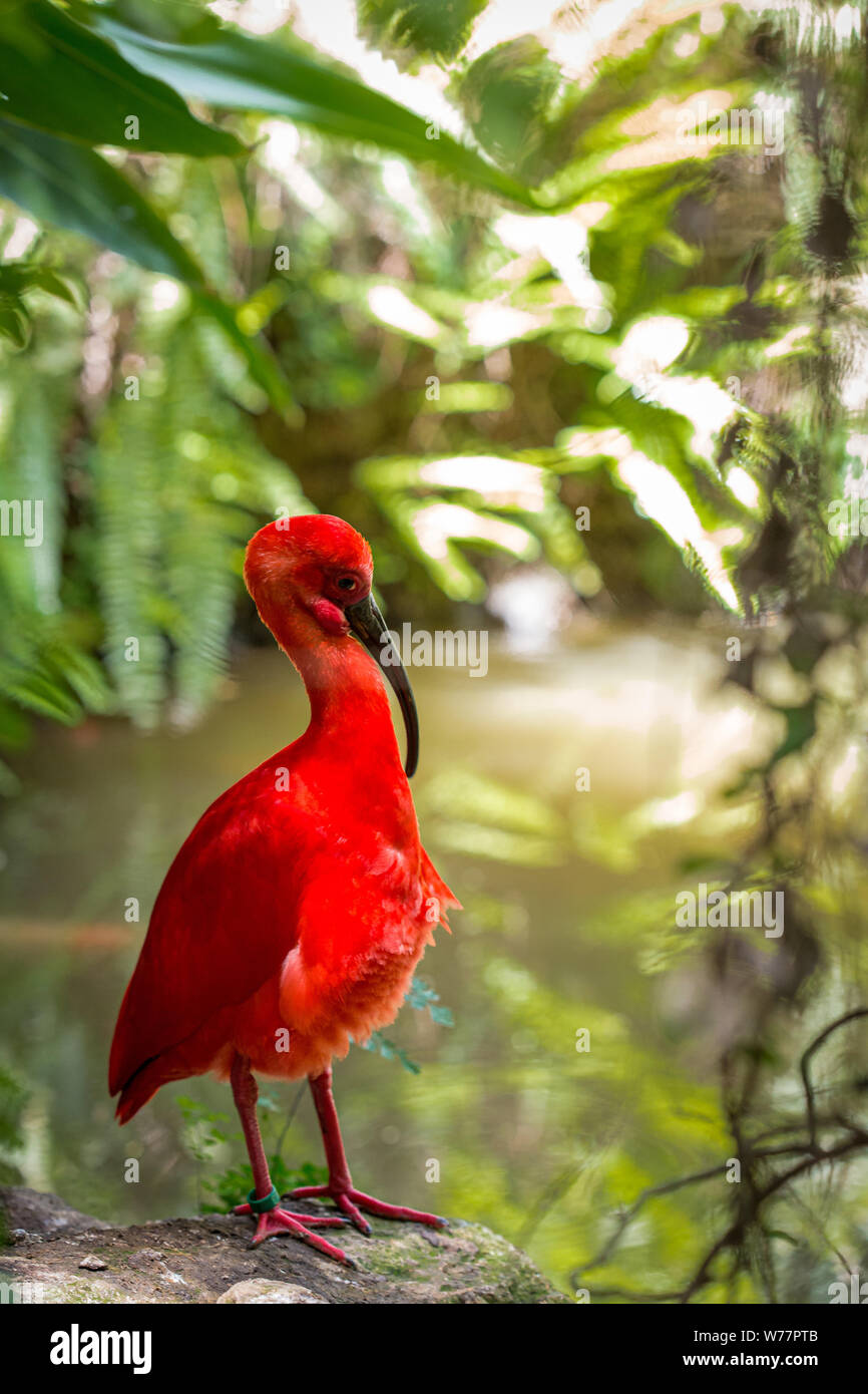 American red eudocimus ruber exotic bird on a green jungle Stock Photo