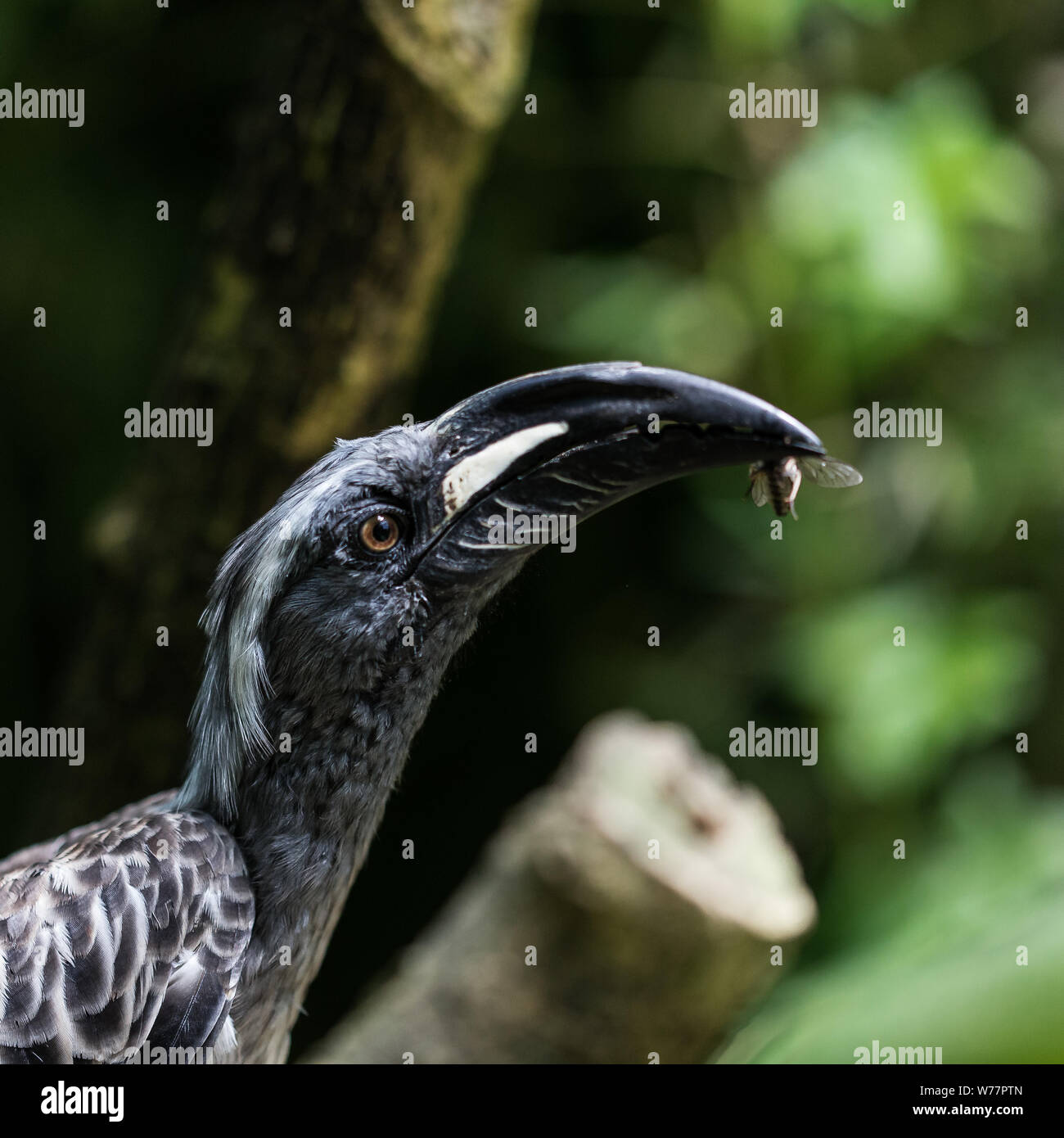 Tropical black tockus nasutus bird eating an insect Stock Photo Alamy