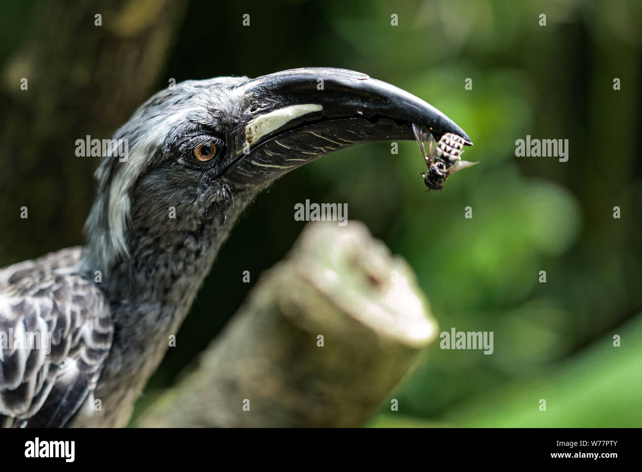 Insect eating bird hi-res stock photography and images - Alamy
