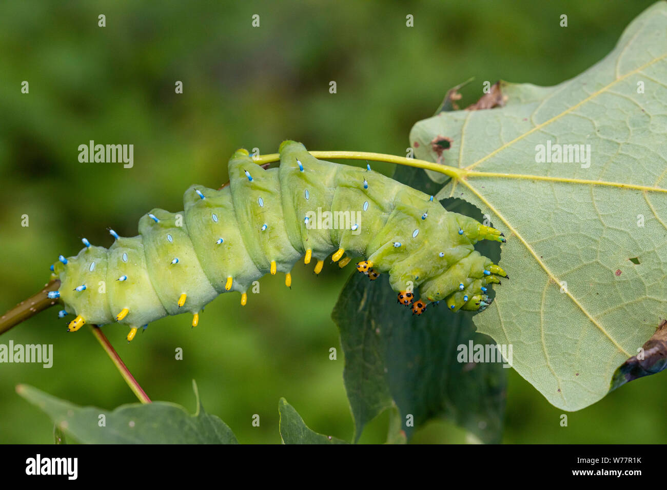 Cecropia moth caterpillar - Hyalophora cecropia Stock Photo - Alamy