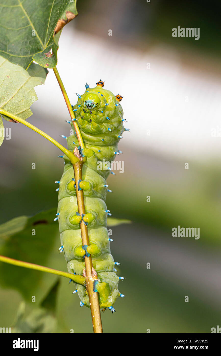 Cecropia moth caterpillar - Hyalophora cecropia Stock Photo