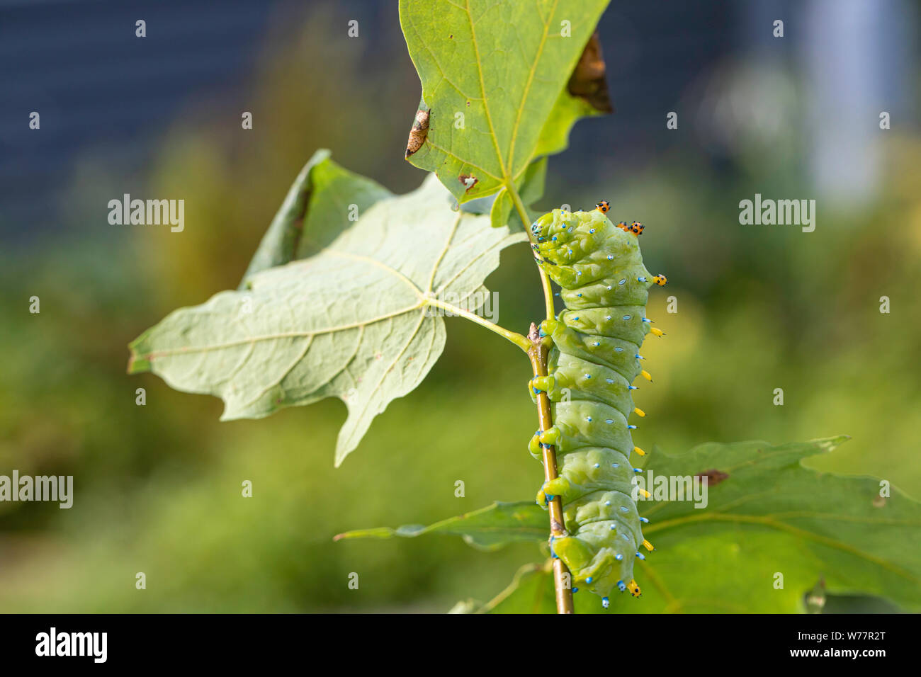 Cecropia moth caterpillar - Hyalophora cecropia Stock Photo - Alamy