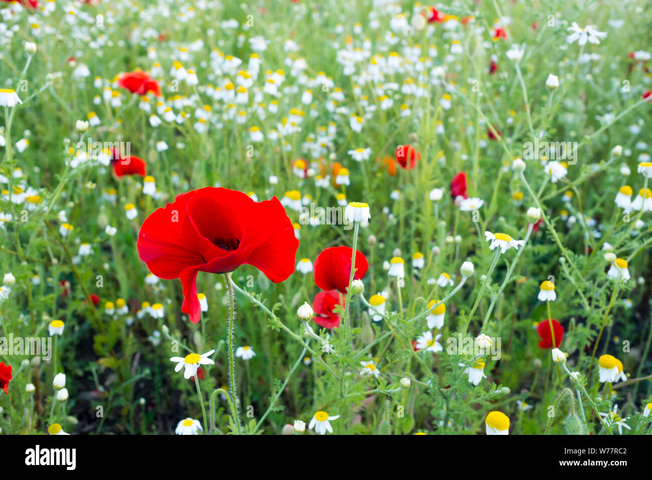 A Red Poppy Flower Growing Among a Field of Daisies Stock Photo