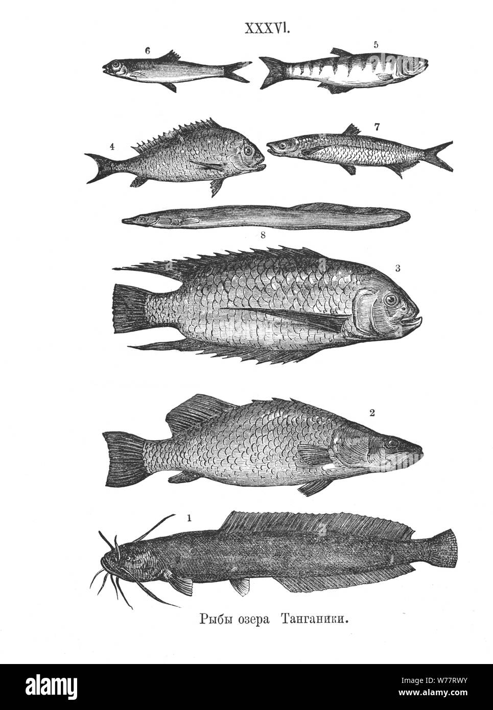 Fishes of Lake Tanganyika Illustration from Henry Morton Stanley's book How I Found Livingstone. Russia, 1873 Stock Photo