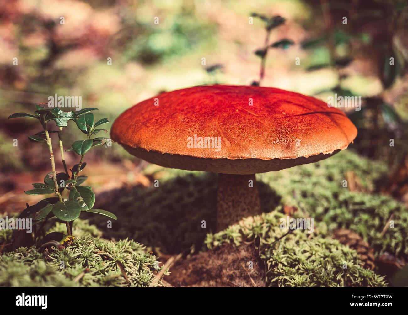 Big mushroom aspen forest in autumn. Forest mushroom picking season