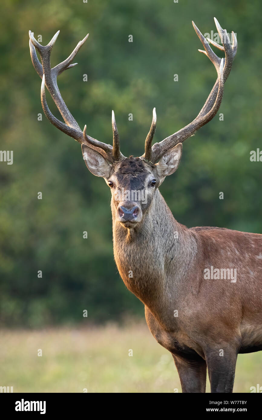 Close-up red deer stag head with antlers in autumn on green meadow Stock Photo