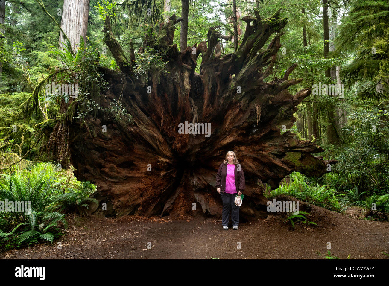 CA03434-00...CALIFORNIA - Karen Pippenger stands next to a redwood tree root ball in Redwoods National Park. Stock Photo