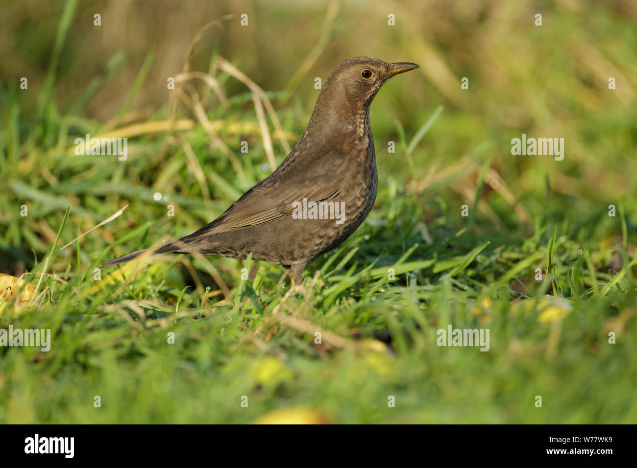 european-blackbird-adult-female-turdus-m
