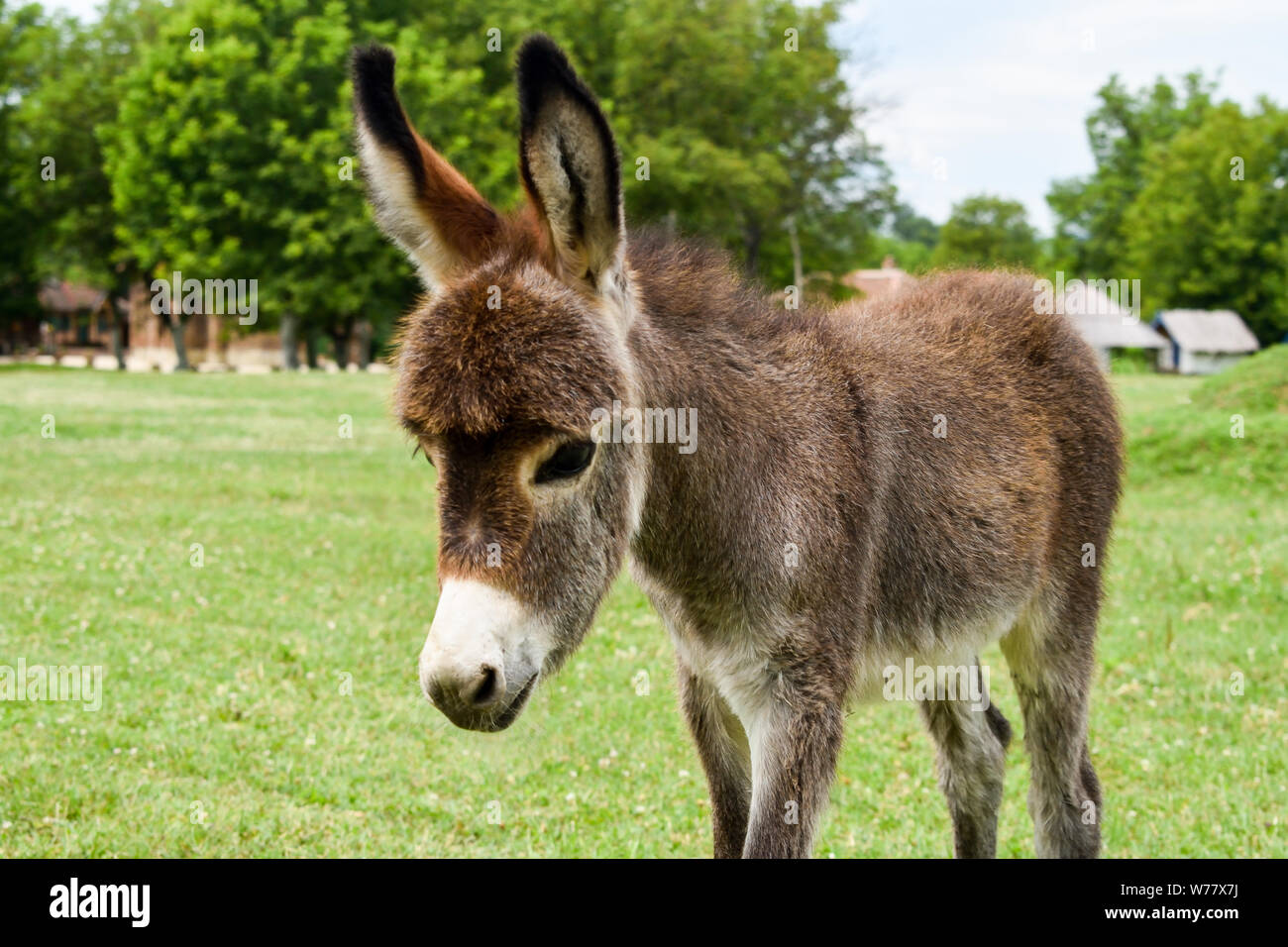 Baby donkey standing on field. Stock Photo