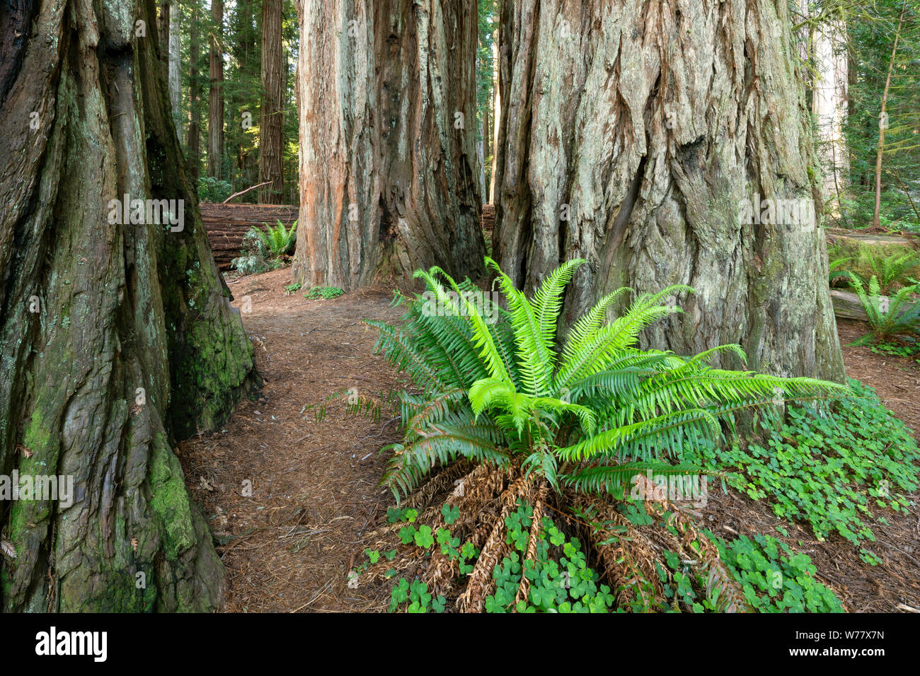 CA03451-00...CALIFORNIA - River Trail in Jediah Smith Redwoods State Park. Stock Photo