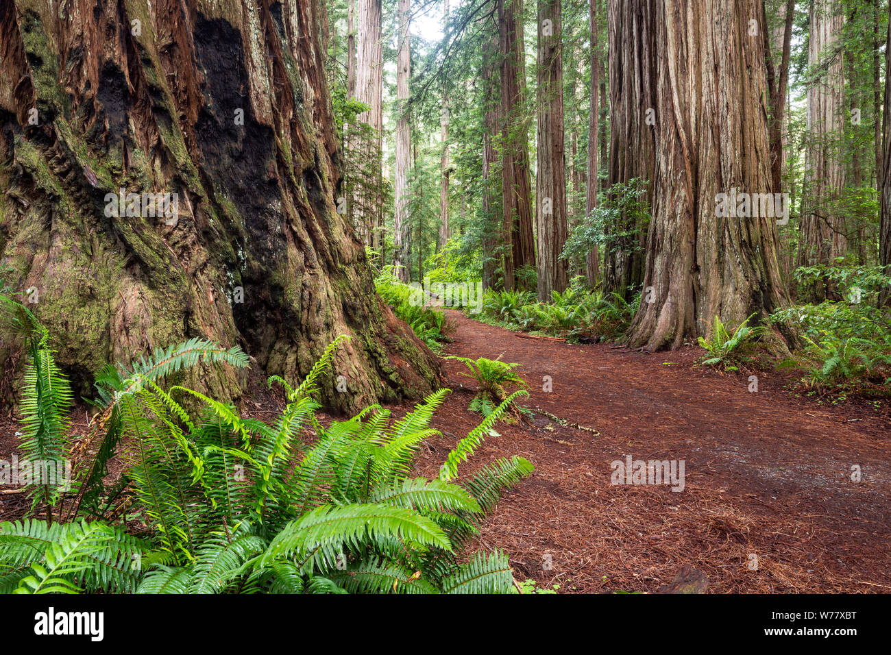 CA03453-00...CALIFORNIA - Stout Grove in Jediah Smith Redwoods State Park along the Redwood Coast. Stock Photo