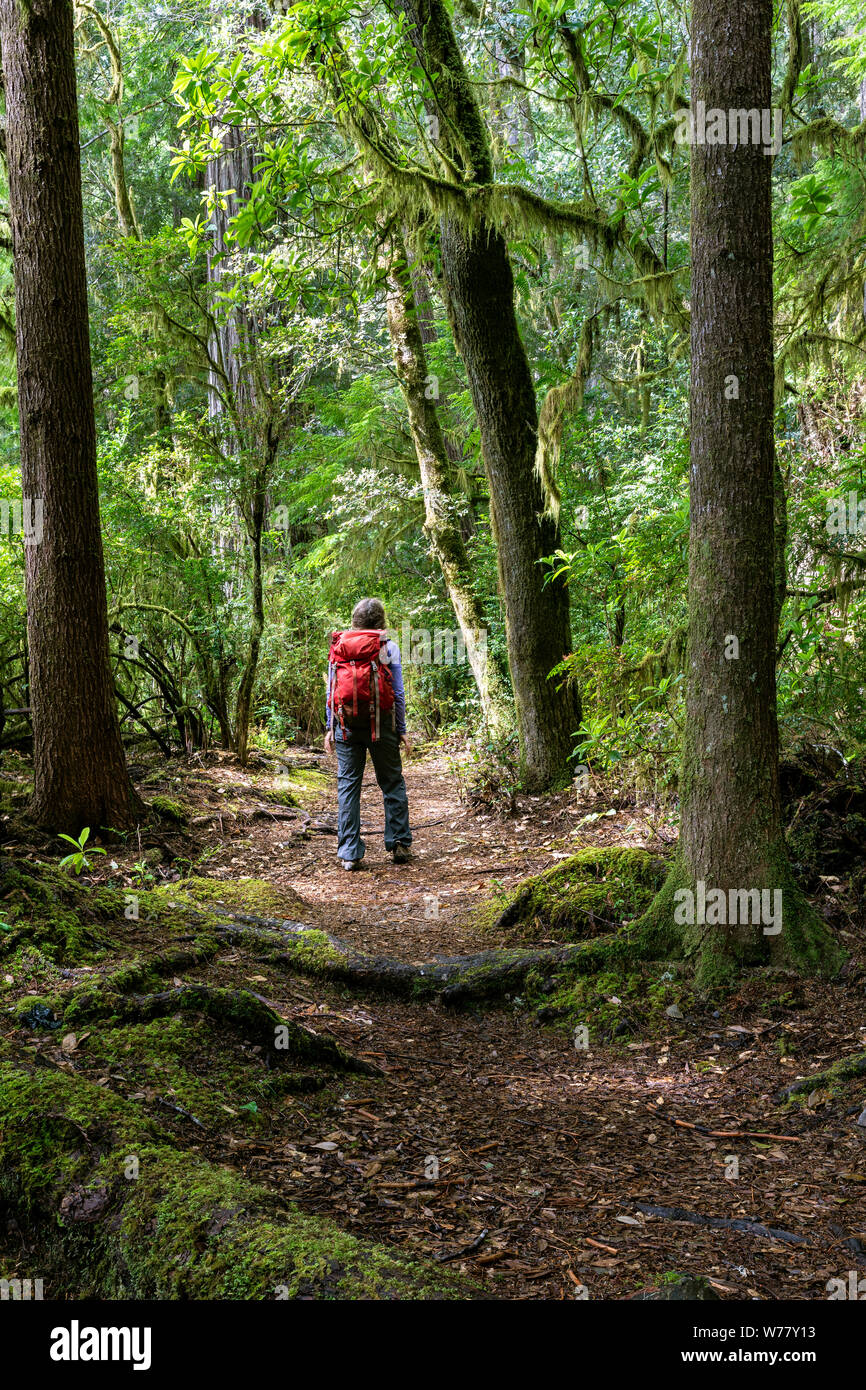 CA03461-00...CALIFORNIA - Hiker on the Hiouchi Trail in Jediah Smith Redwoods State Park. MR#S1 Stock Photo