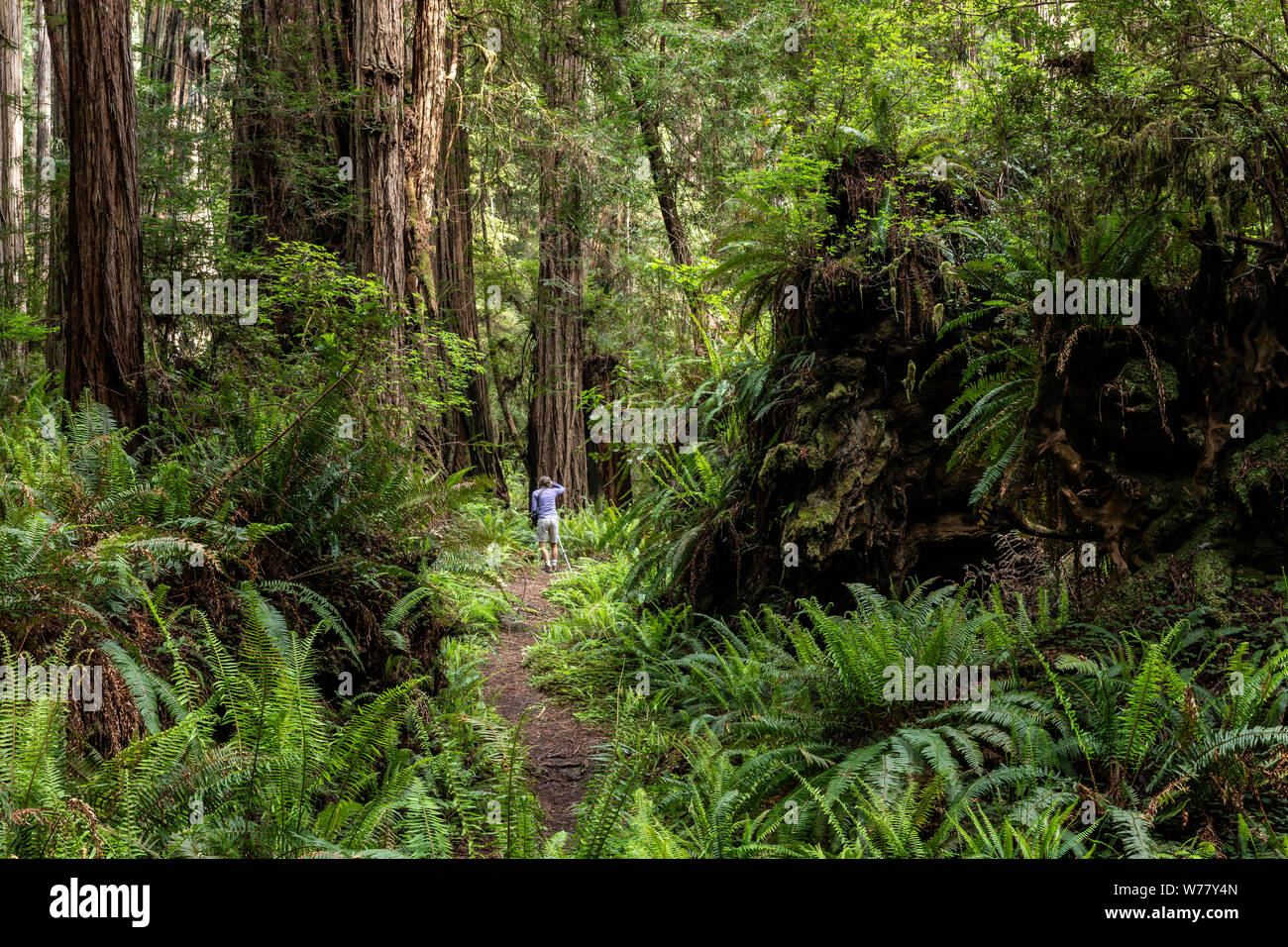 CA03463-00...CALIFORNIA - Vicky Spring photographing in Prairie Creek Redwoods State Park.  MR#S1 Stock Photo