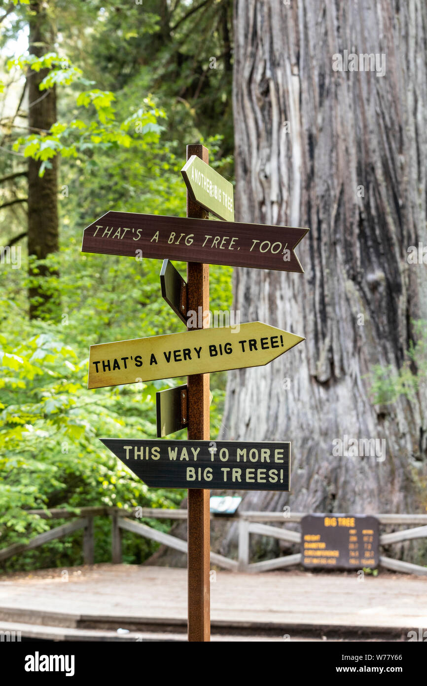 CA03464-00...CALIFORNIA - Sign to big trees in Prairie Creek Redwoods State Park. Stock Photo