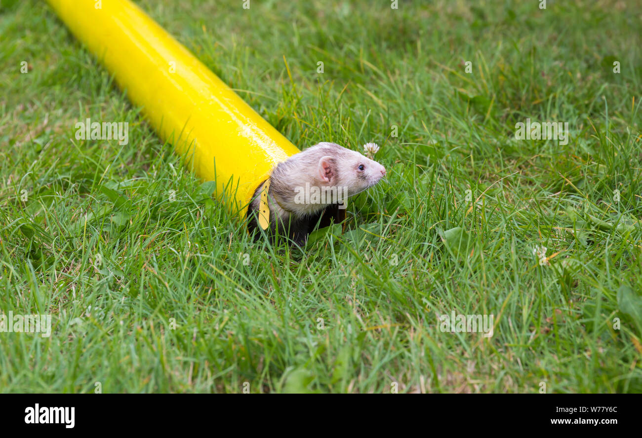 Ferret racing at New Forest & Hampshire County Show, Brockenhurst, Hampshire UK in July - ferret in tube pipe Stock Photo