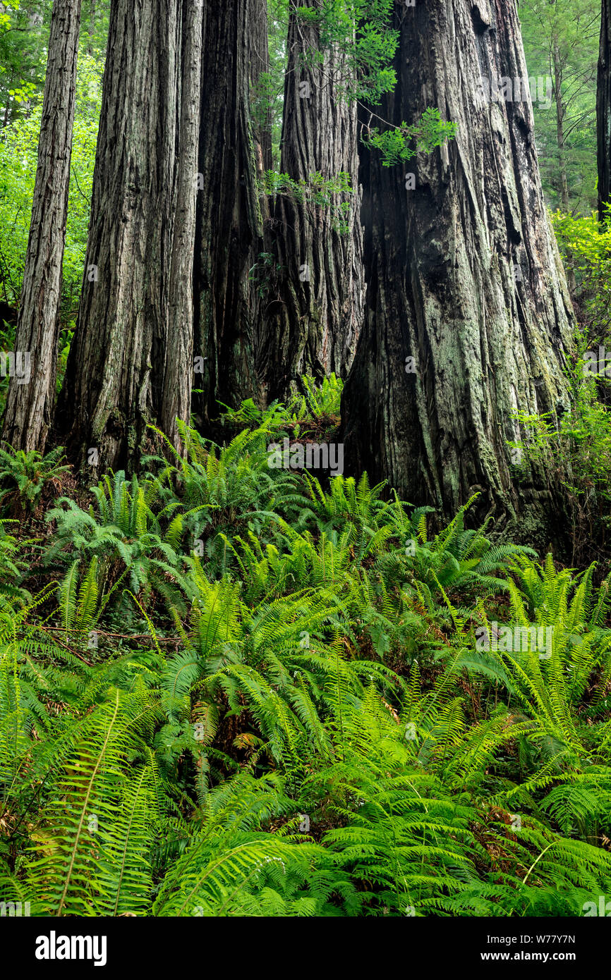CA03465-00...CALIFORNIA - Ferns and redwood trees in Prairie Creek Redwoods State Park. Stock Photo