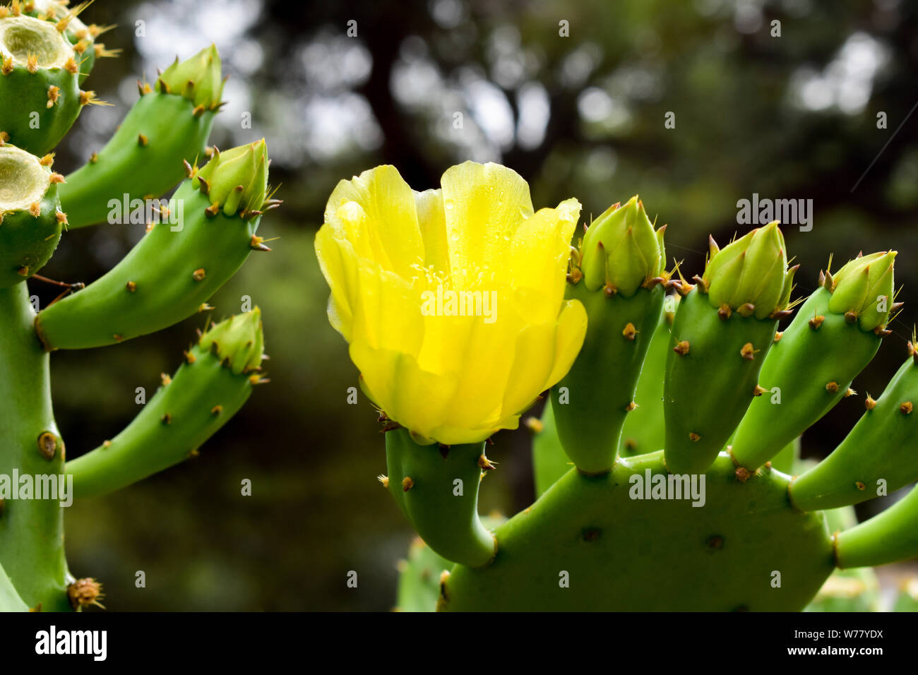Opuntia ficus-indica (prickly pear) yellow  flower. Stock Photo