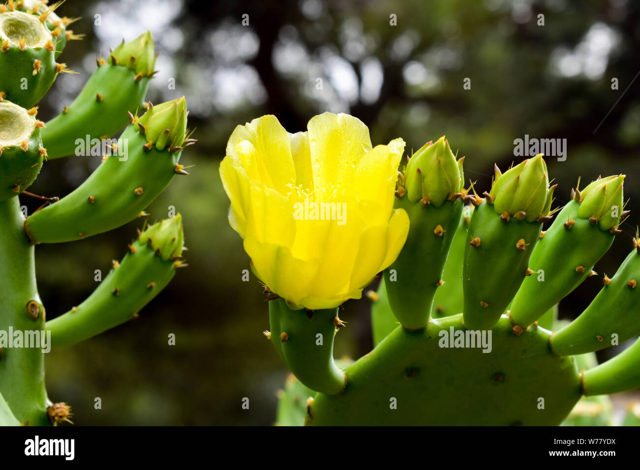 Mediterranean Wild Yellow Flower Hi res Stock Photography And Images