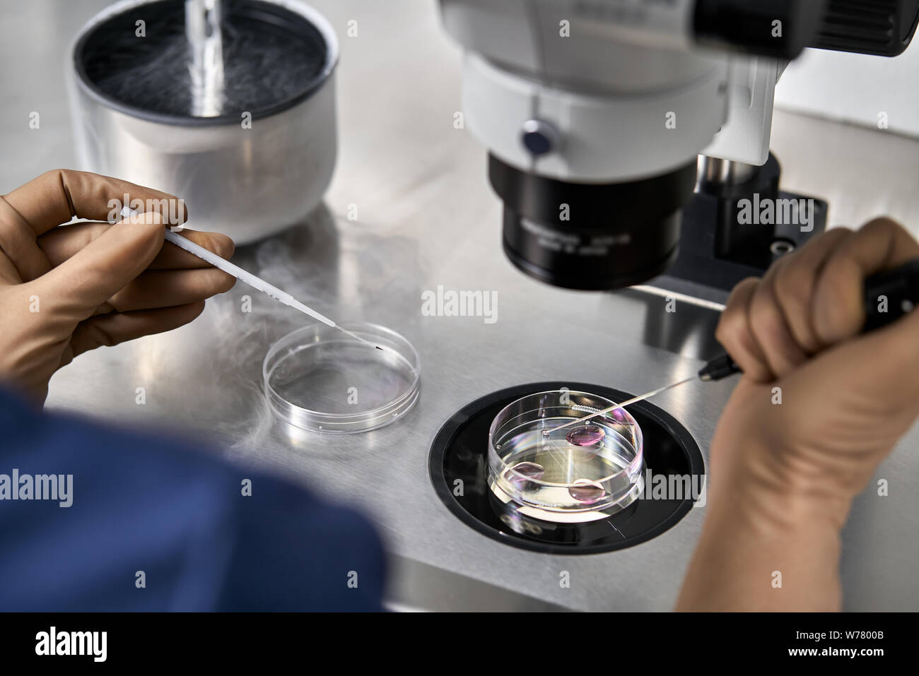 Technician in brown latex gloves does control check of the in vitro fertilization process in the Petri dishes in the IVF lab. Closeup. Horizontal. Stock Photo