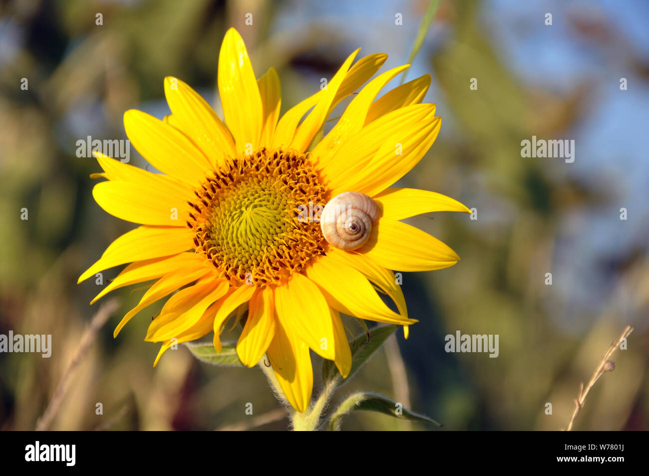 sunflower with a snail on it Stock Photo Alamy