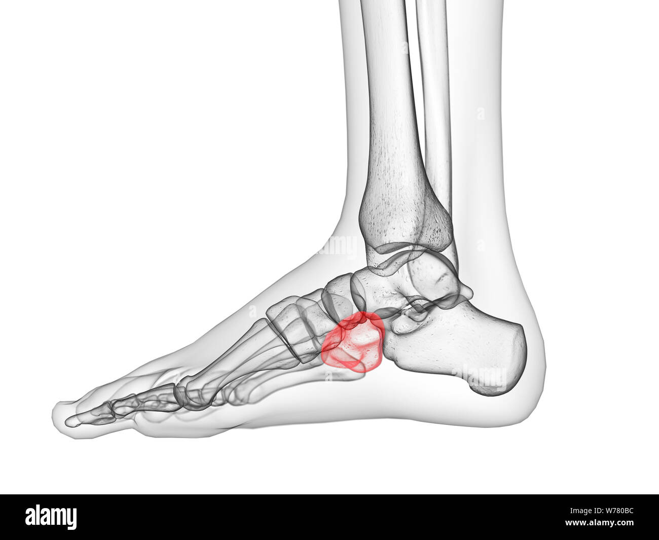3d rendered medically accurate illustration of the cuboid bone Stock Photo Alamy