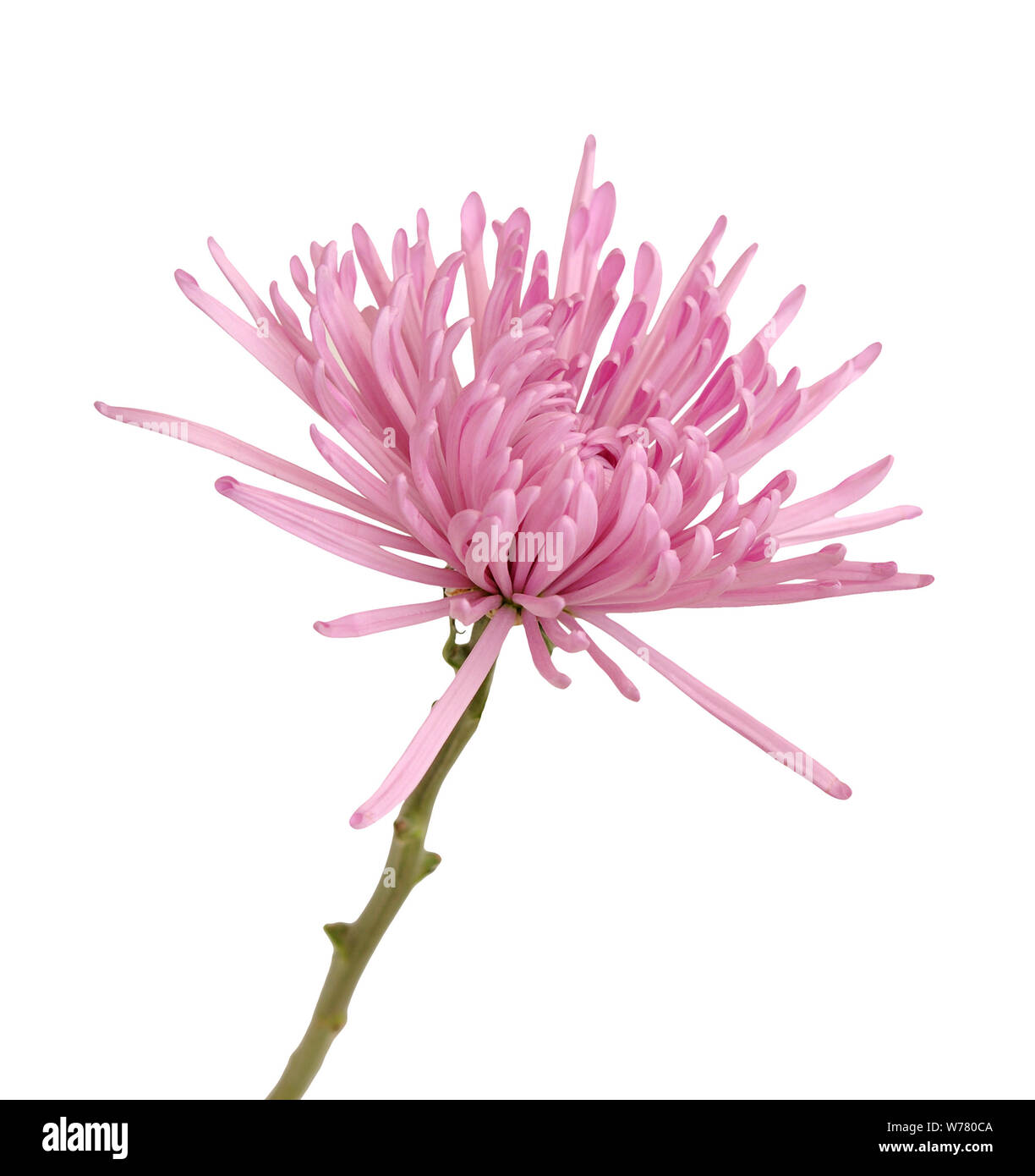 pink spider mum (aster) flower isolated on white background Stock Photo