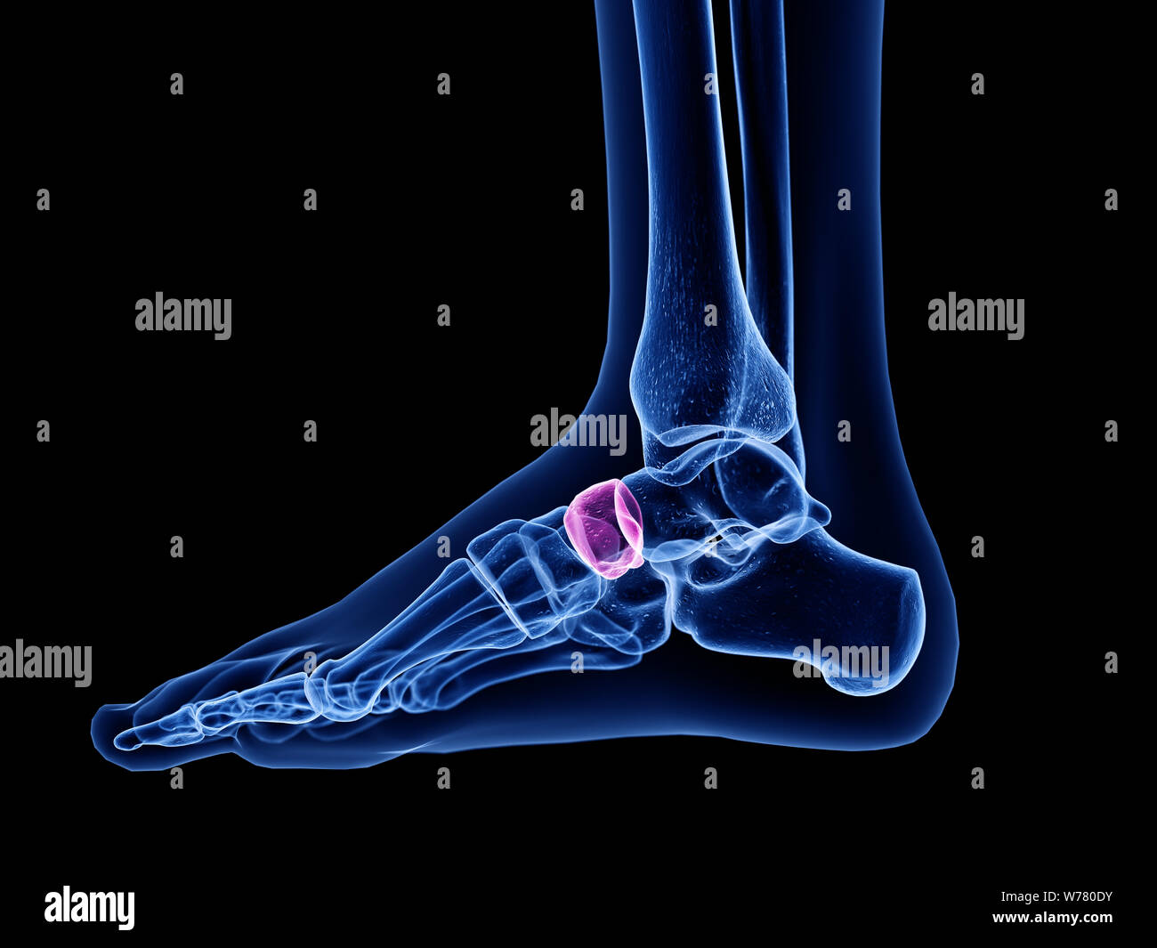 3d rendered medically accurate illustration of the navicular bone Stock Photo