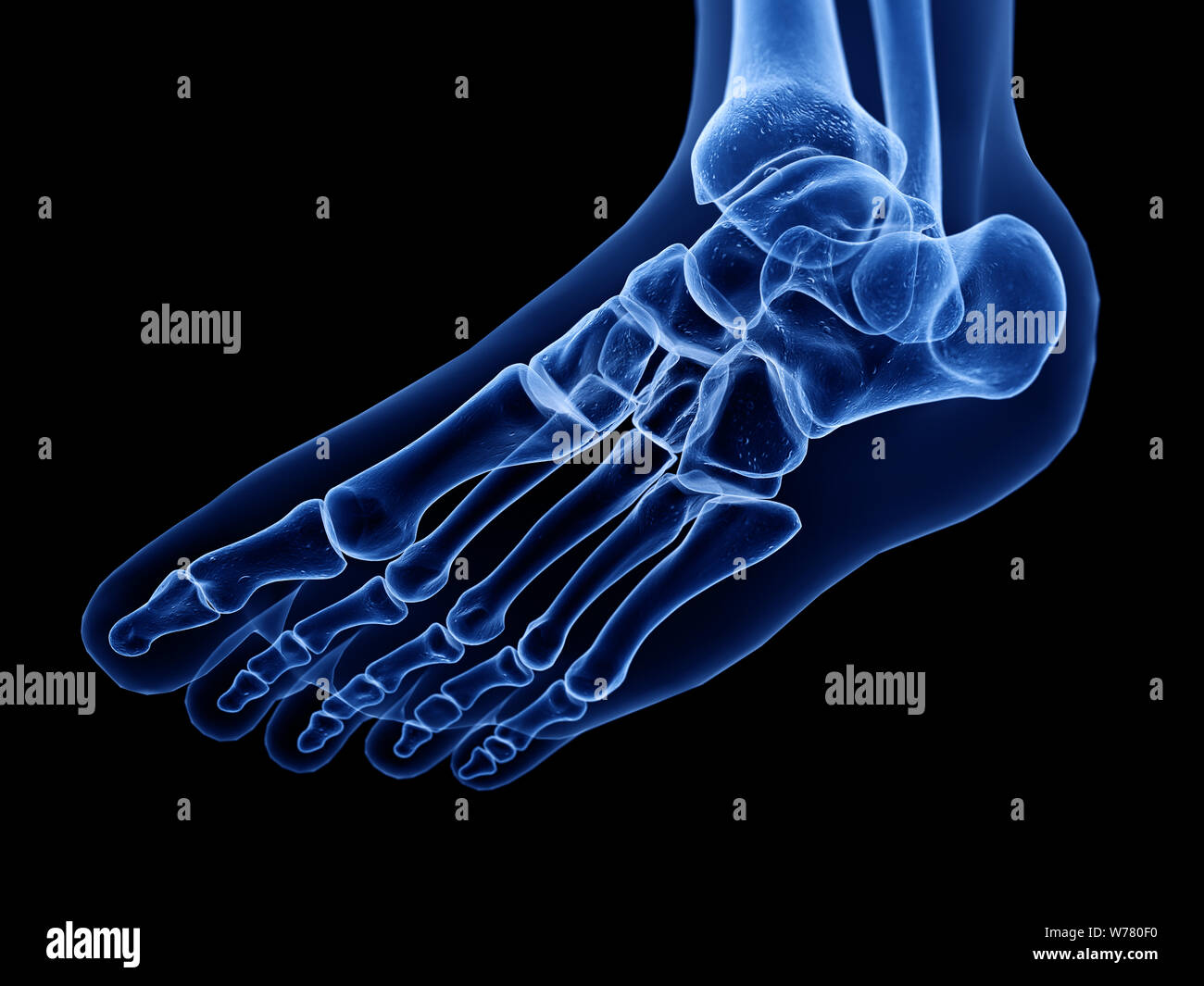 Bottom of foot anatomy hires stock photography and images Alamy