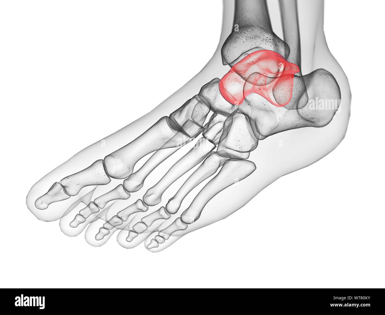 3d rendered medically accurate illustration of the talus bone Stock