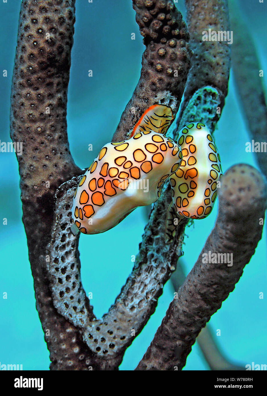 Two Flamingo tongues (Cyphoma gibbosum) on a sponge, Curacao Stock Photo