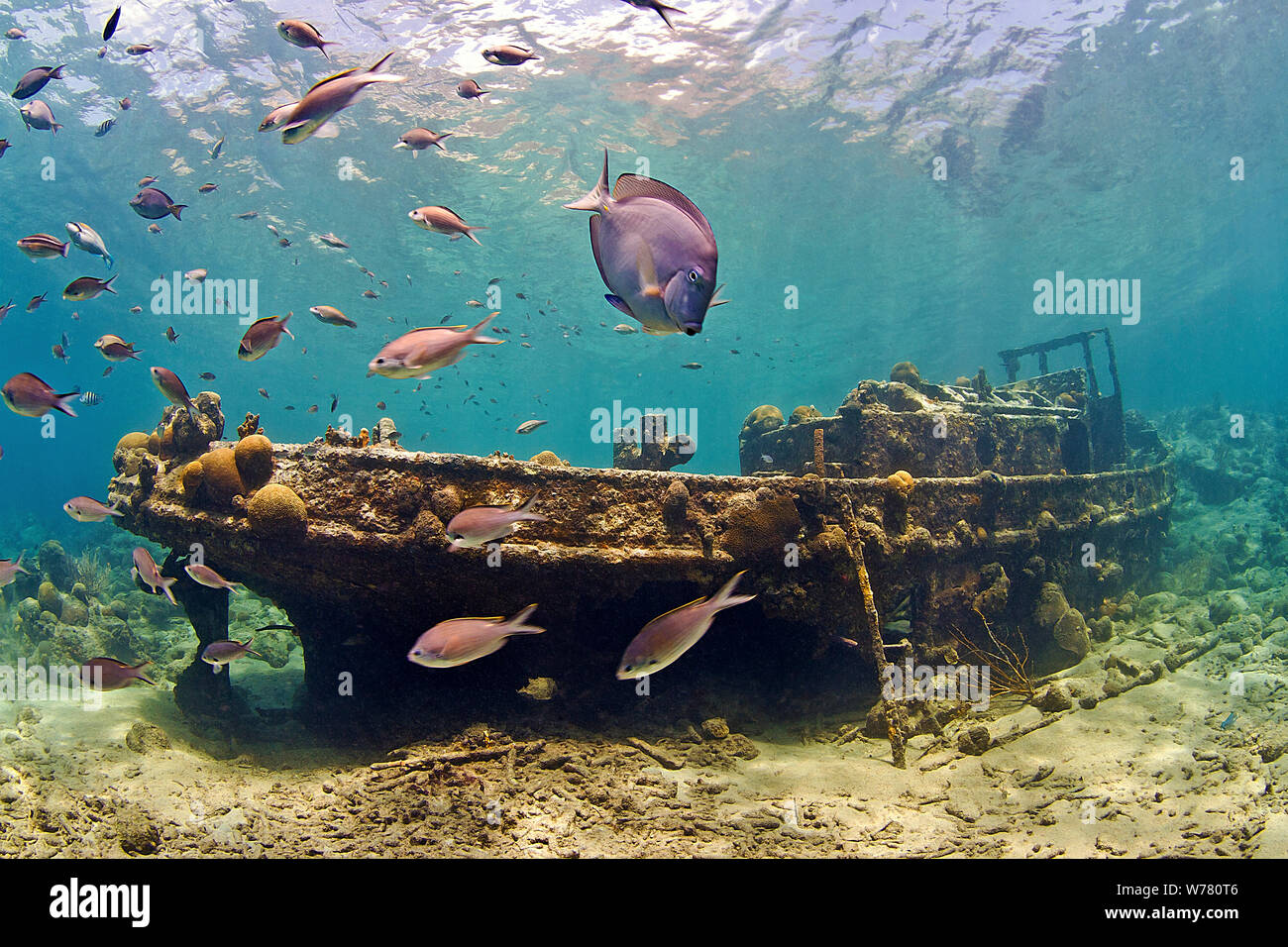 Caribbean fishes at Tugboat, a famous ship wreck, Caracas Island, Curacao Stock Photo