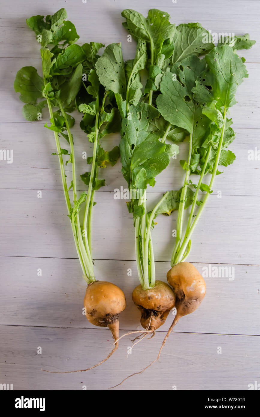 ugly radish food on a white background Stock Photo