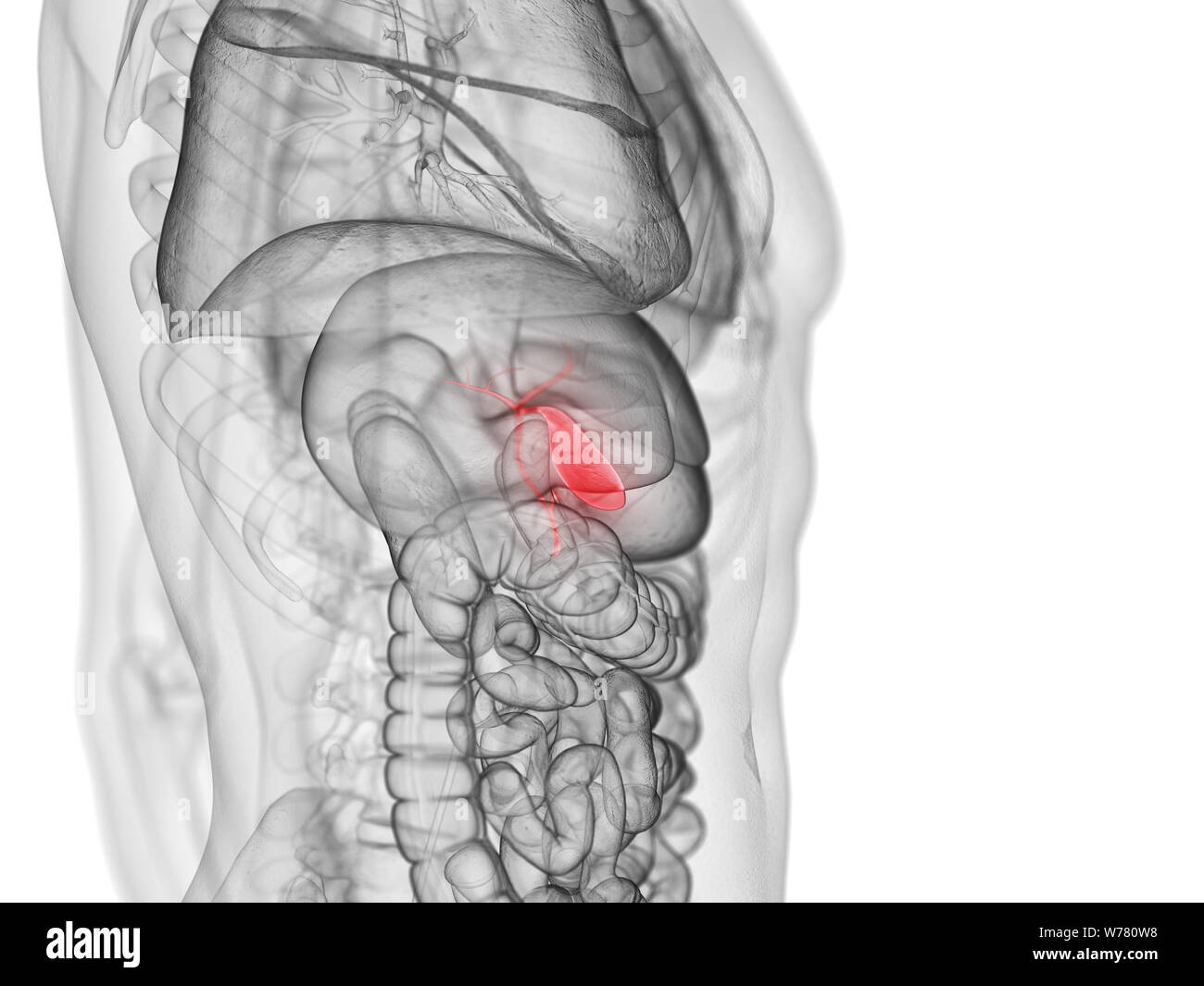 Normal Gallbladder Real 3d rendered medically accurate illustration of the gallbladder Stock ...