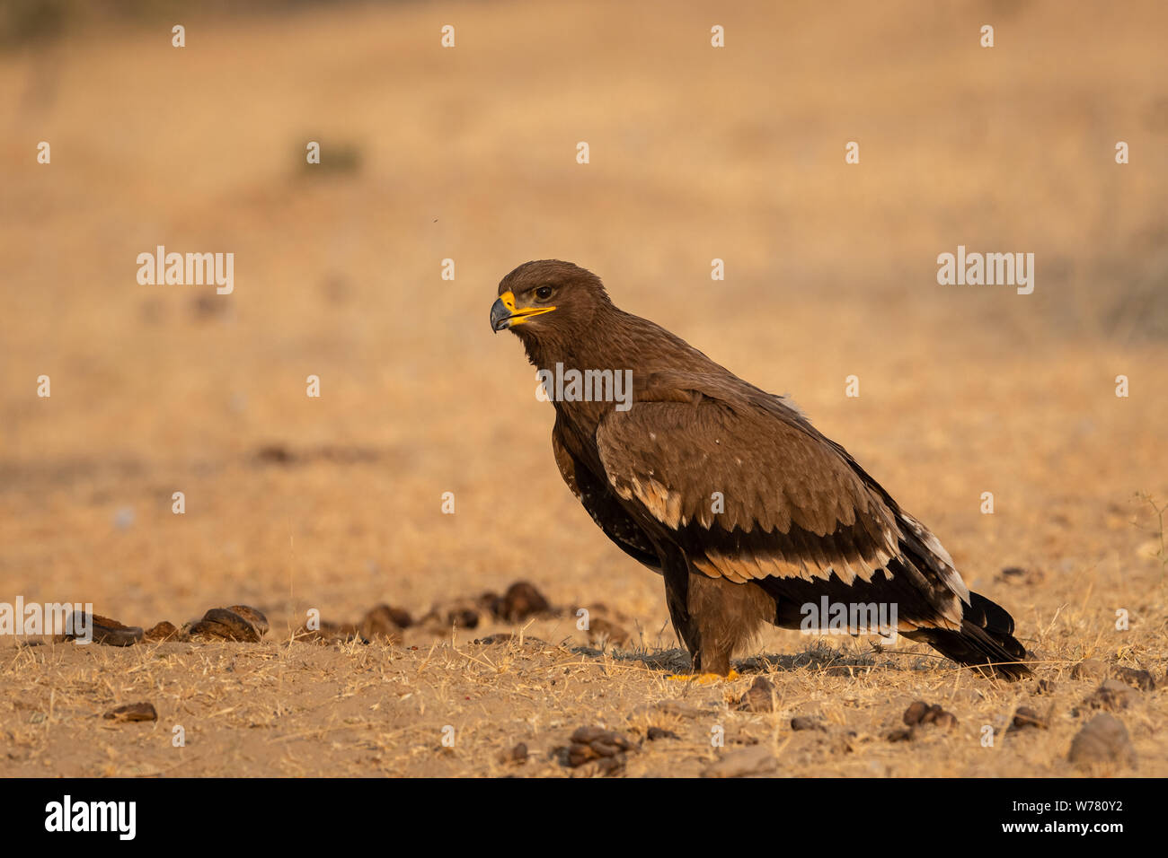 Steppe eagle or Aquila nipalensis portrait at jorbeer conservation reserve, bikaner, rajasthan, India Stock Photo