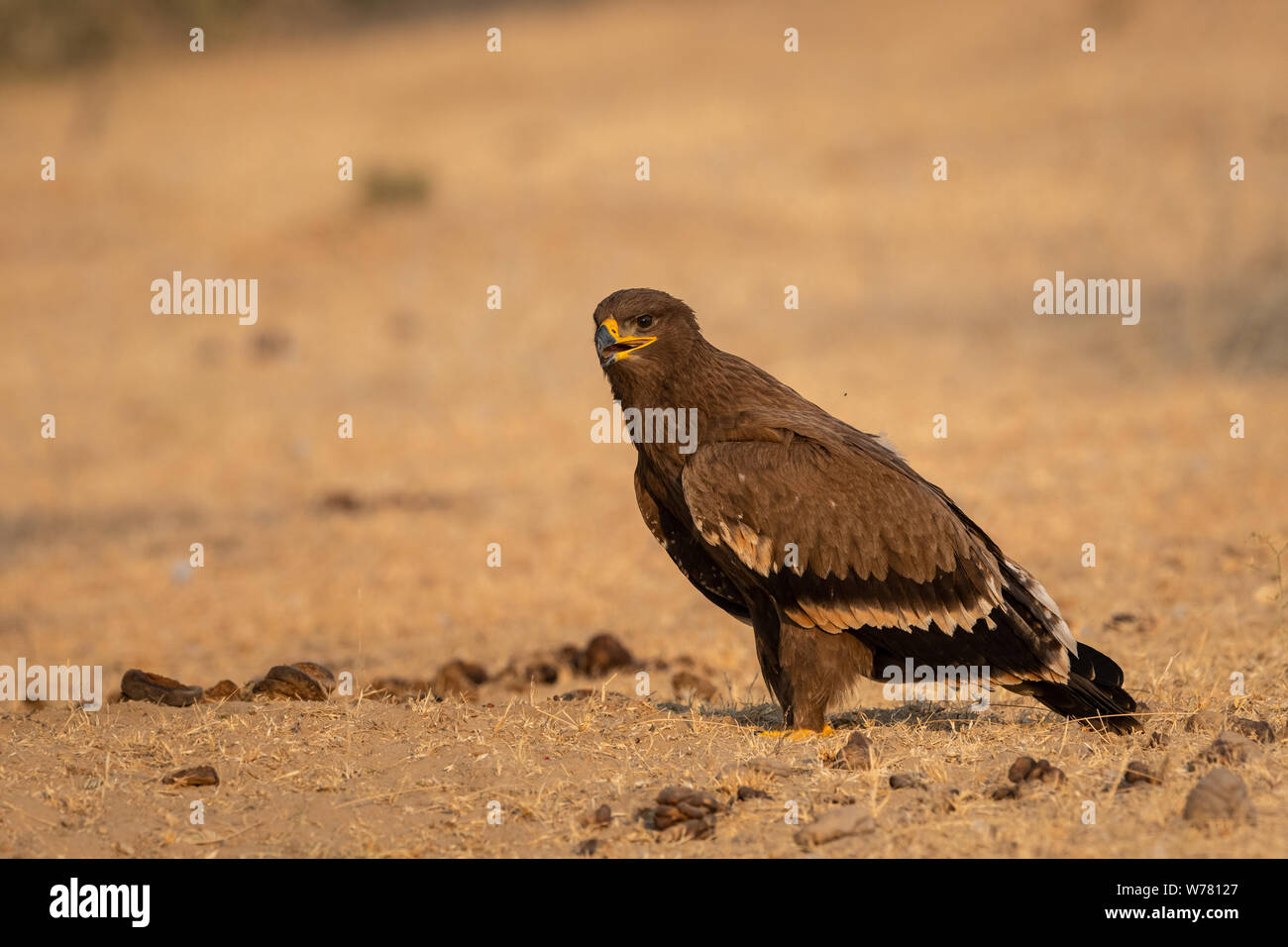 Steppe eagle or Aquila nipalensis portrait at jorbeer conservation reserve, bikaner, rajasthan, India Stock Photo