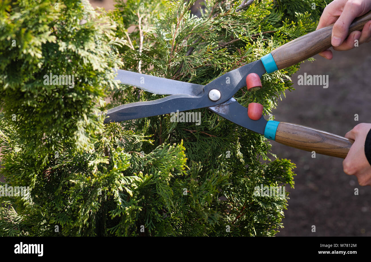 cutting hedges in the garden Stock Photo Alamy