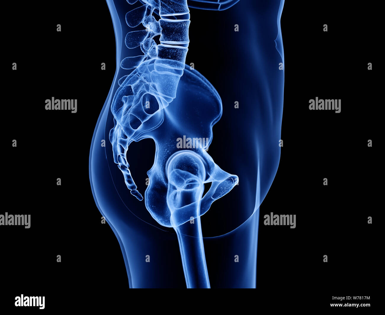 3d rendered medically accurate illustration of the Stock Photo - Alamy