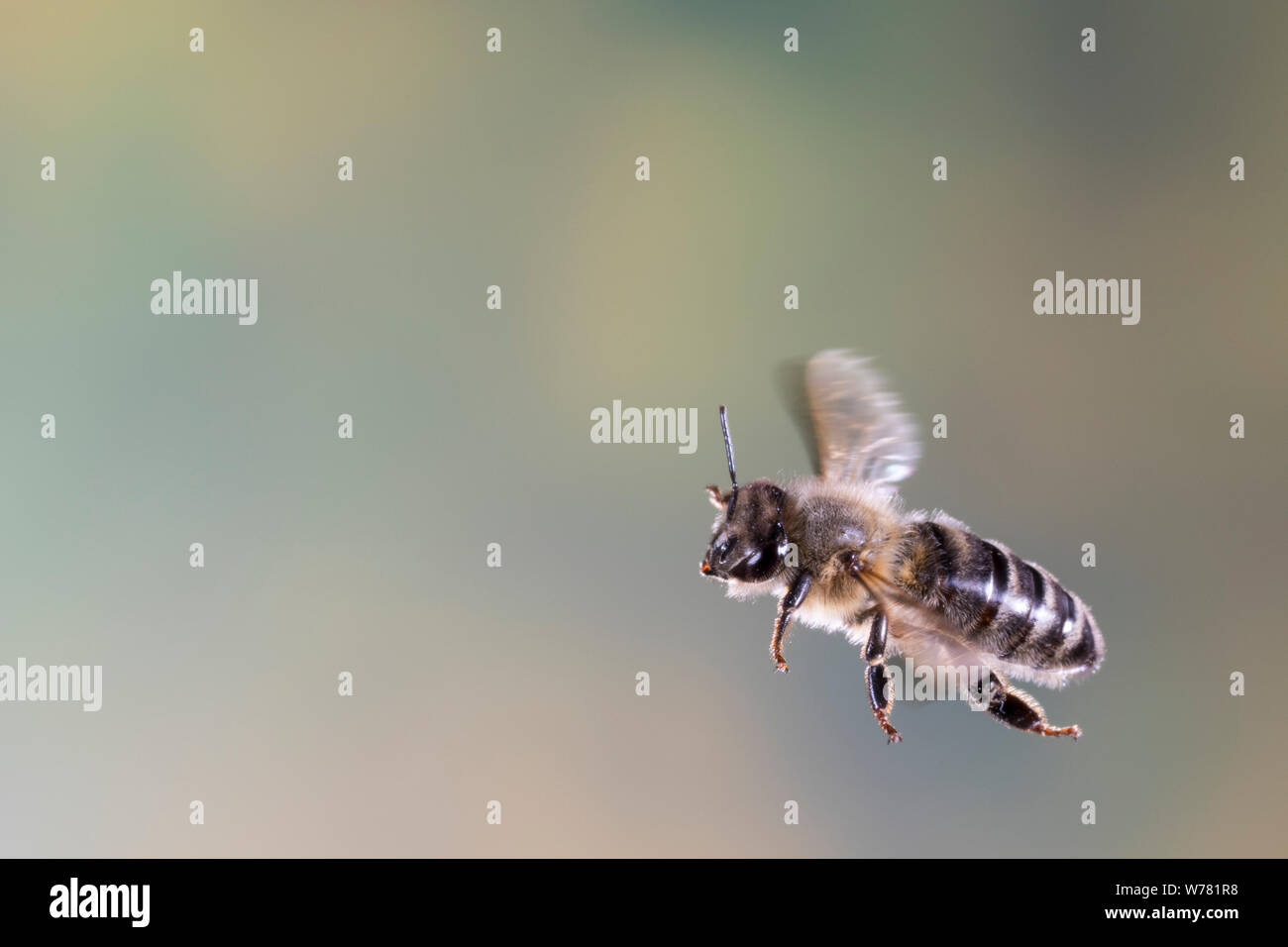 Honigbiene, Honig-Biene, Europäische Honigbiene, Westliche Honigbiene, Flug, fliegend, Biene, Bienen, Apis mellifera, Apis mellifica, honey bee, hive Stock Photo